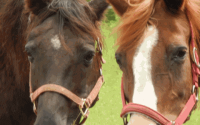 Intuitive Animal Communication